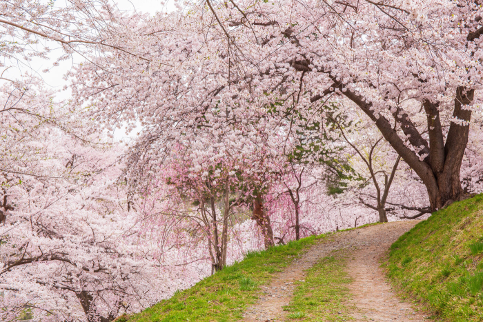 烏帽子山公園