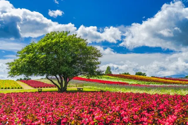 長沼フートピア公園　トヨテツの丘公園
