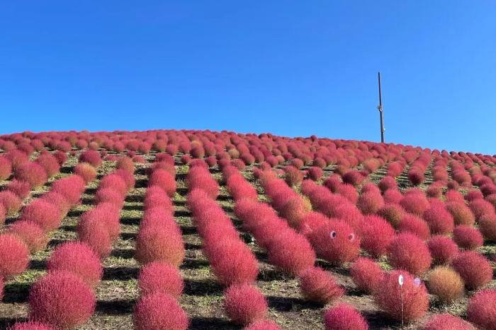 びわこ箱館山