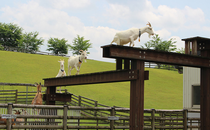 うだ・アニマルパーク