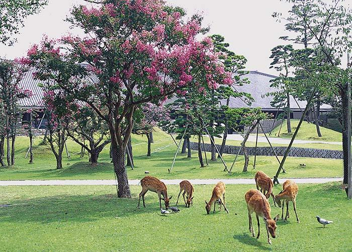 奈良公園