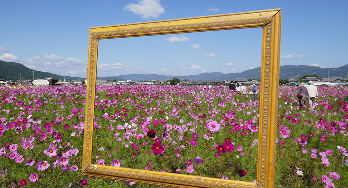 京都丹波/亀岡「夢コスモス園」