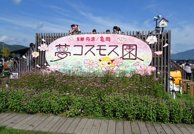 京都丹波/亀岡「夢コスモス園」