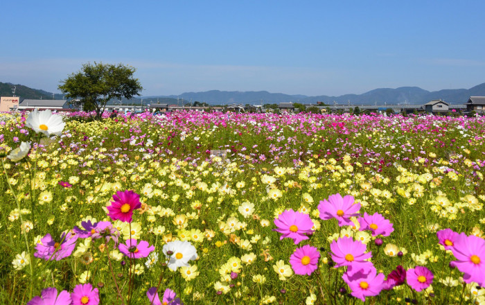 京都丹波/亀岡「夢コスモス園」