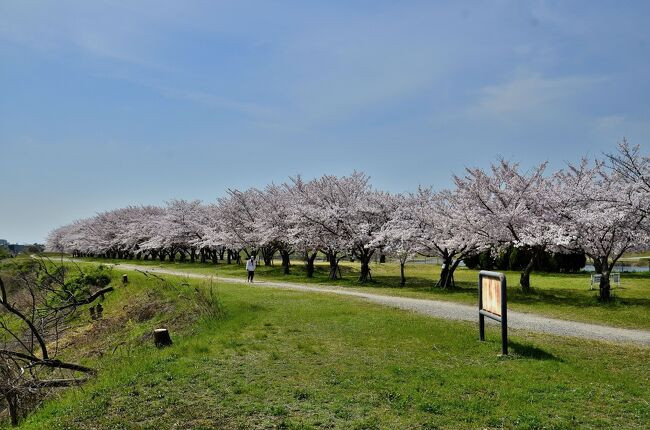 武庫川河川敷緑地