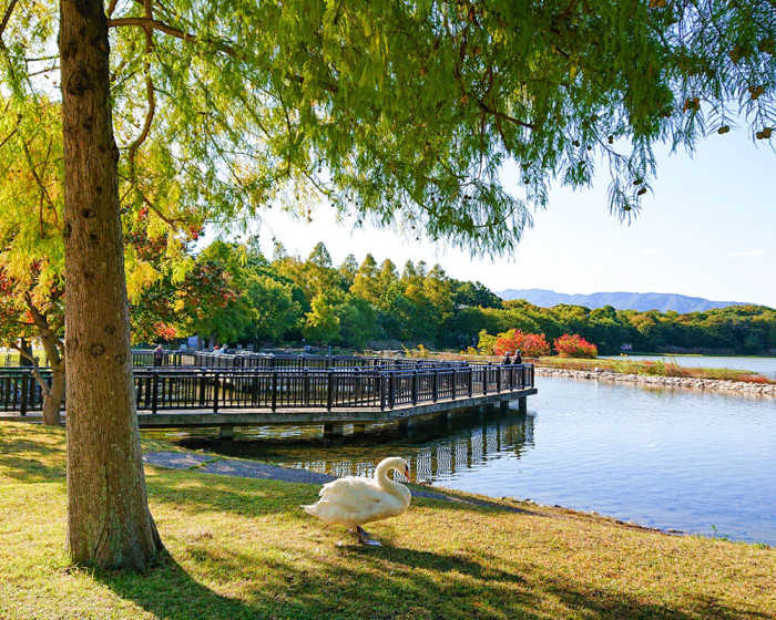 昆陽池公園