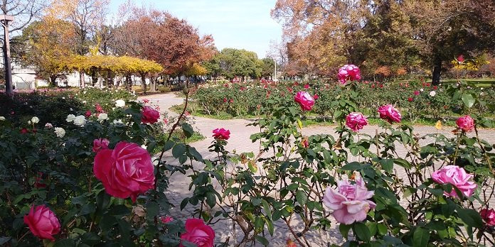 尼崎市農業公園