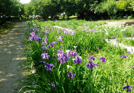 尼崎市農業公園