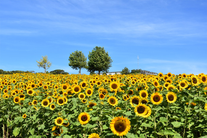 兵庫県立公園あわじ花さじき
