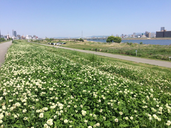 淀川河川公園 西中島地区・十三野草地区