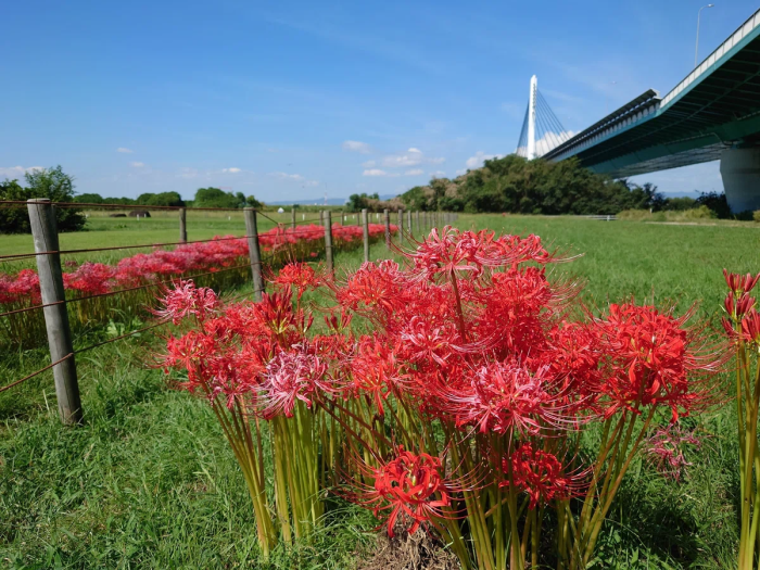 淀川河川公園 仁和寺野草地区