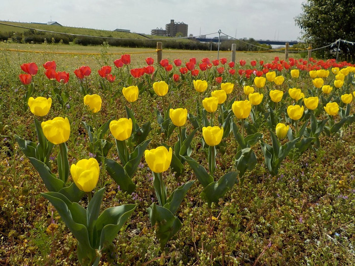 淀川河川公園 鳥飼下地区