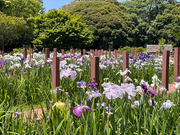 館林つつじが岡第二公園 (館林花菖蒲園)
