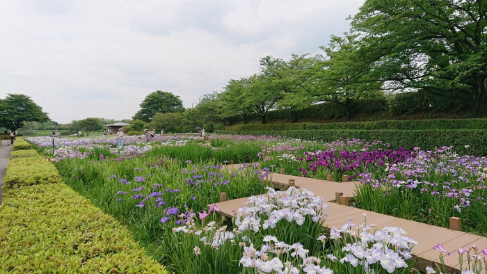 館林つつじが岡第二公園 (館林花菖蒲園)
