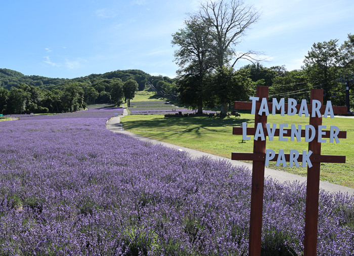 たんばらラベンダーパーク