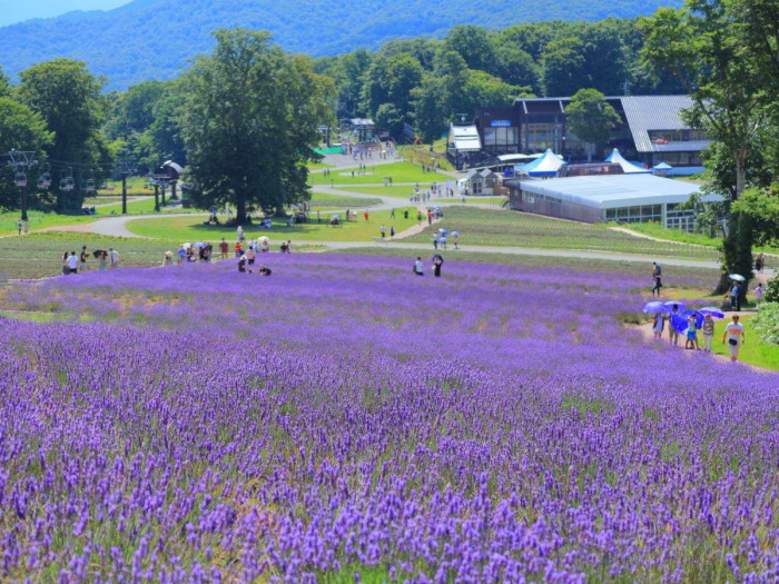 たんばらラベンダーパーク