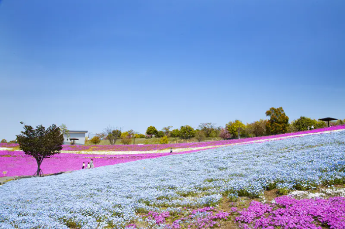 八王子山公園(太田市北部運動公園)