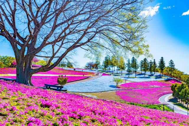 八王子山公園(太田市北部運動公園)