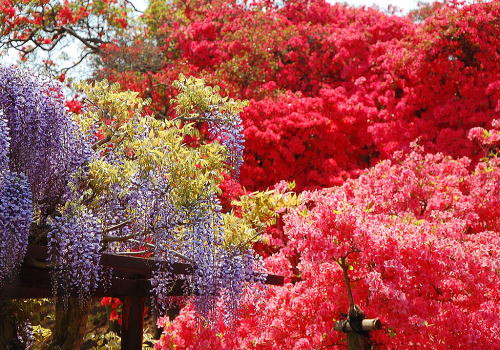 つつじが岡公園