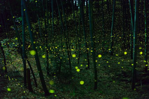 月夜野ホタルの里