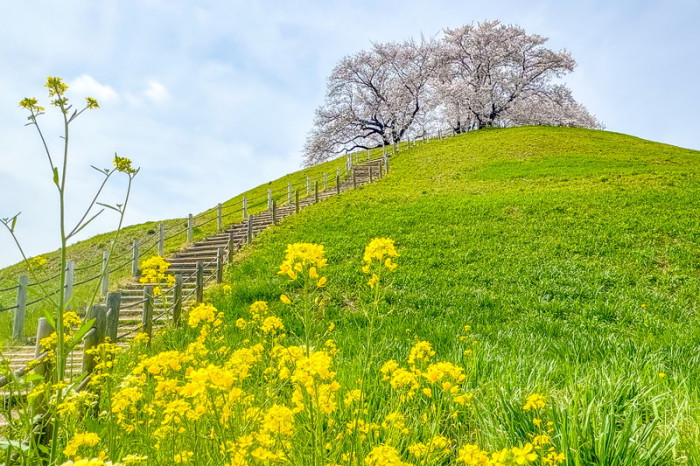 さきたま古墳公園