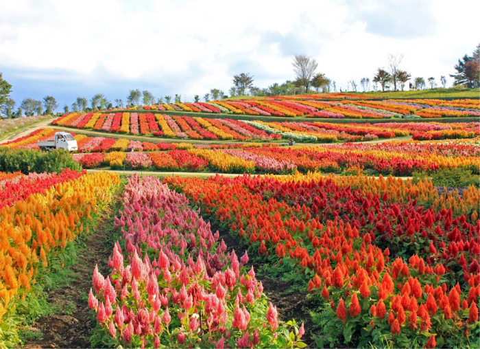 那須フラワーワールド