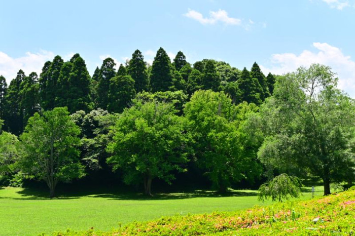 千葉市 昭和の森