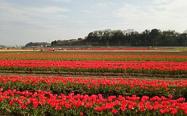 佐倉ふるさと広場