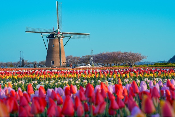 佐倉ふるさと広場