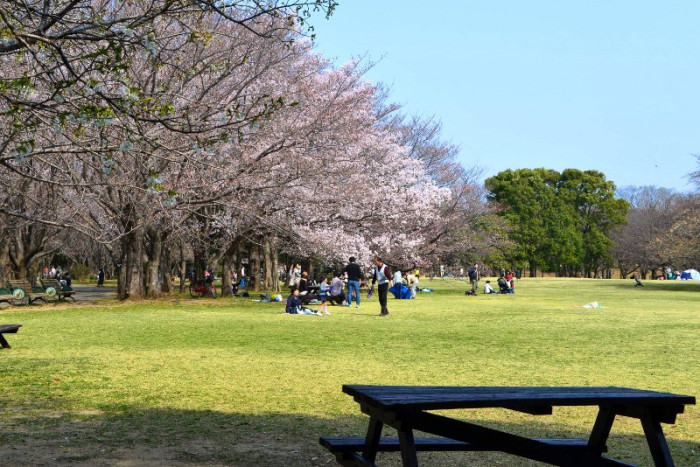 千葉県立柏の葉公園