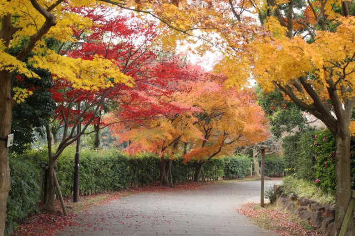 千葉県立柏の葉公園