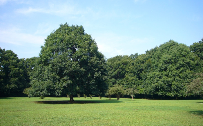神奈川県立東高根森林公園