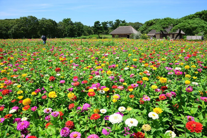 国営ひたち海浜公園