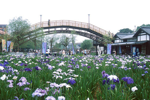 水郷潮来あやめ園