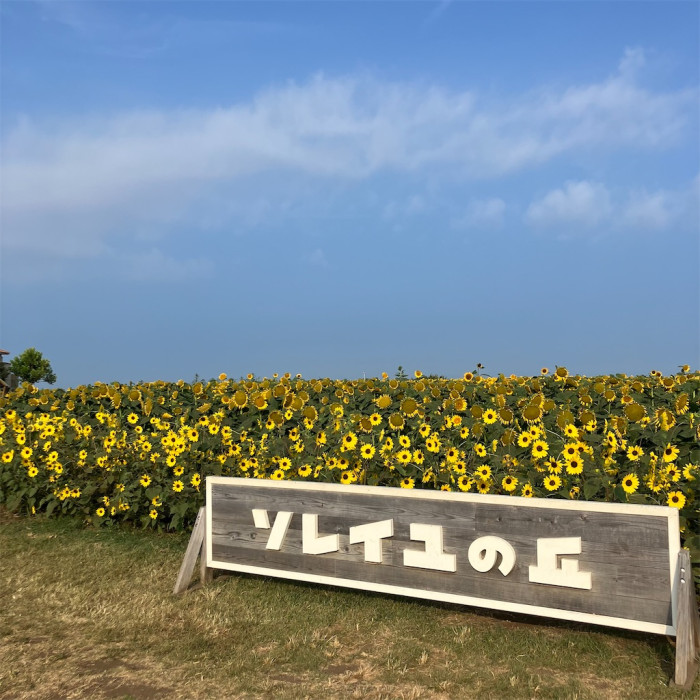 長井海の手公園 ソレイユの丘