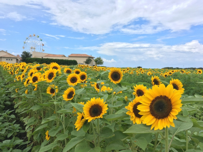 長井海の手公園 ソレイユの丘