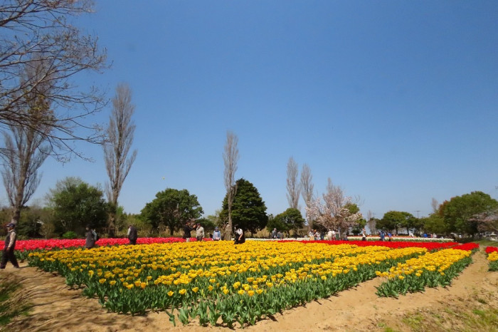 水郷筑波国定公園 浮島園地(和田公園)