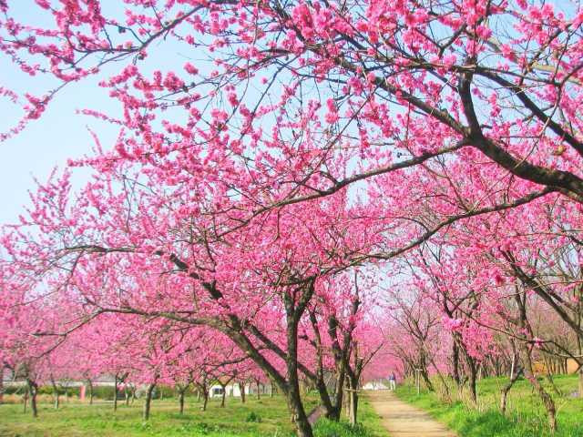 古河公方公園(古河総合公園)