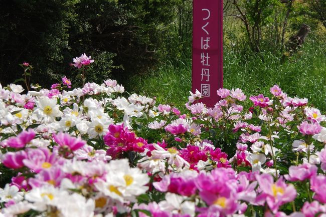 つくば牡丹園