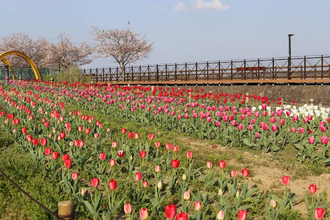 江戸崎リバーサイドパーク(かぼちゃ公園)