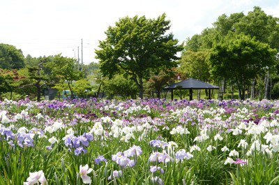 あやめ公園