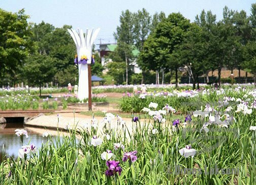 あやめ公園