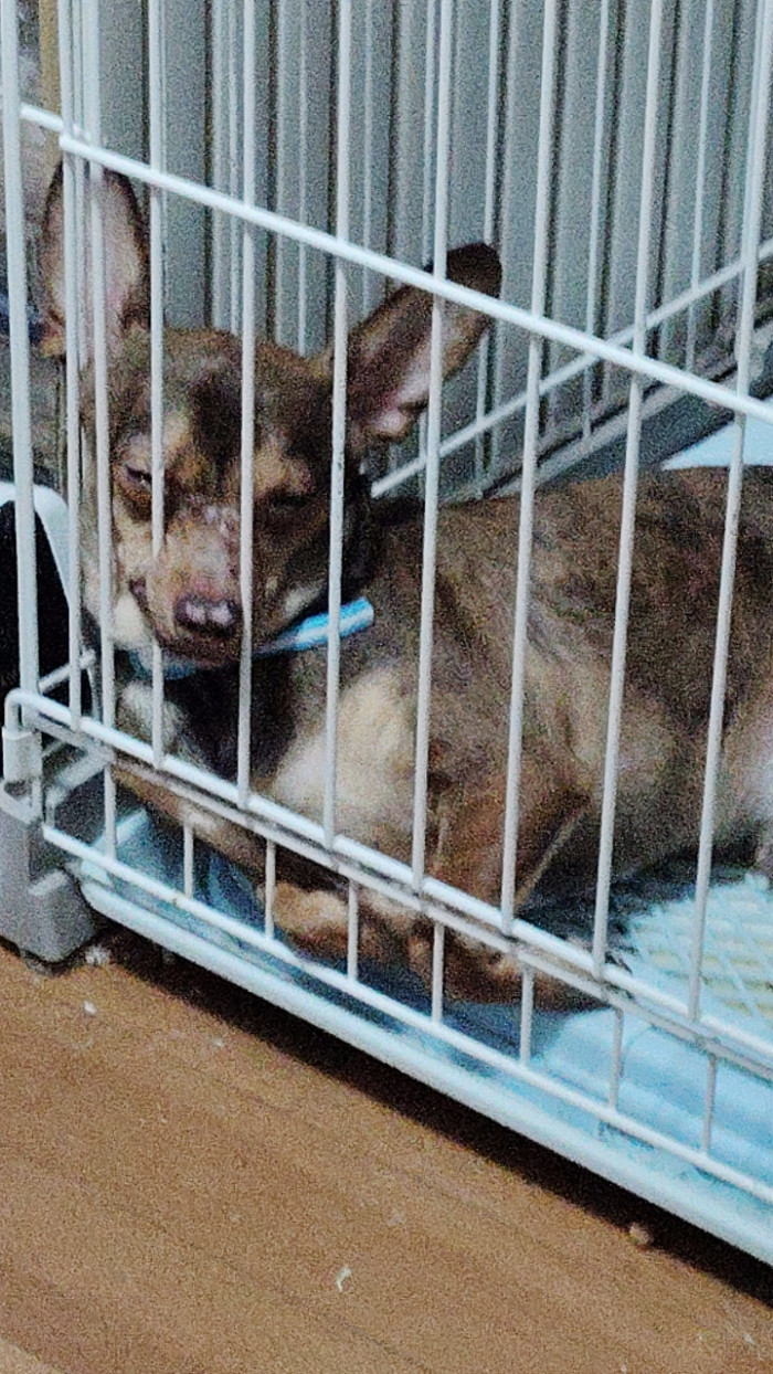 ぐんじようへい