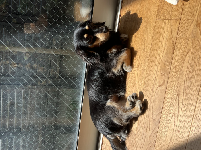 Lulu