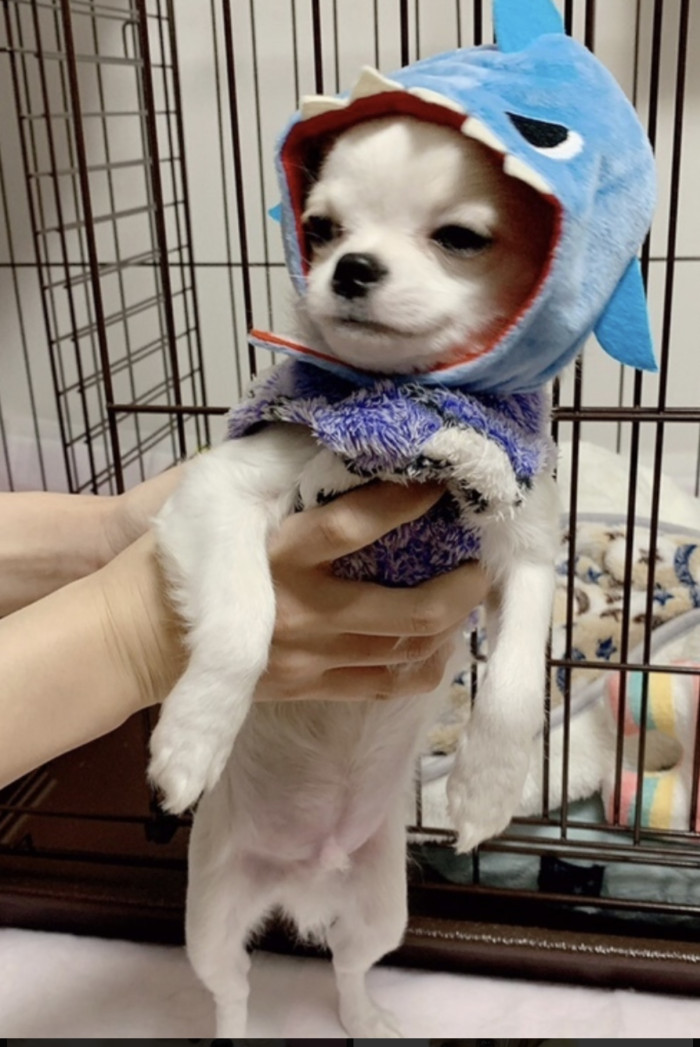 にしゆ