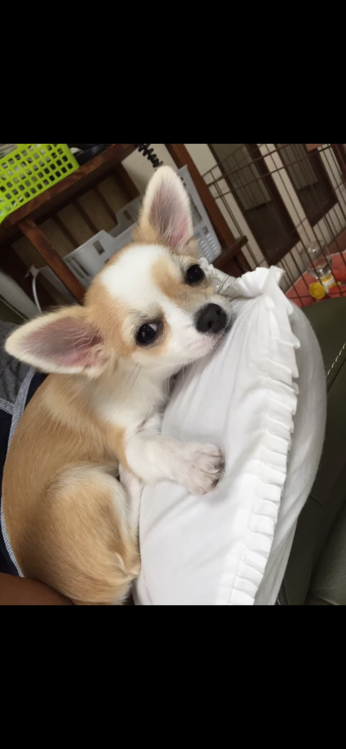 yuyu