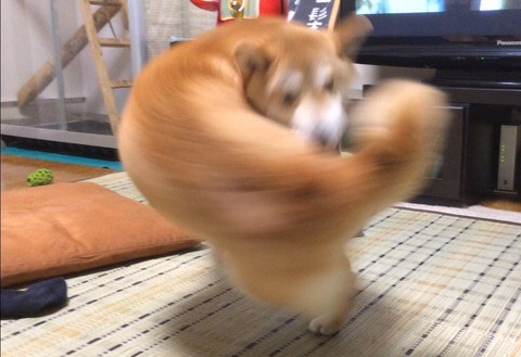 たまだ
