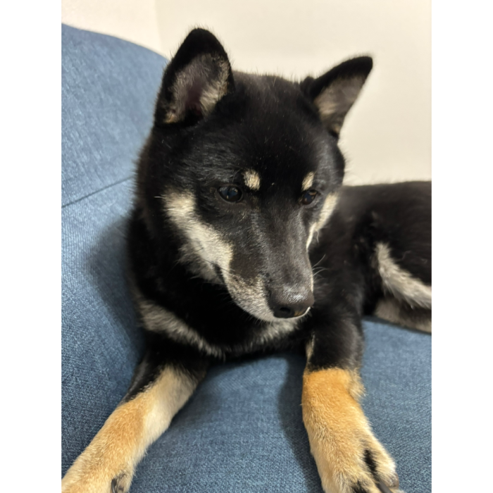 あこっとん