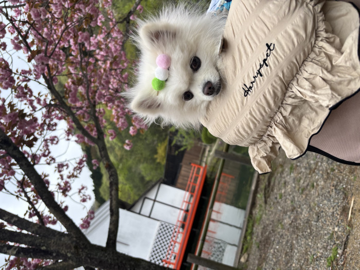 ちろぴ