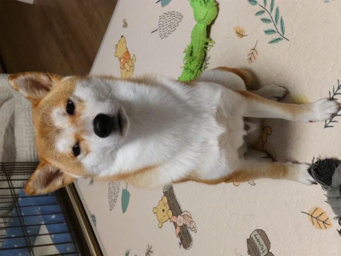 ちょびりーにゃ